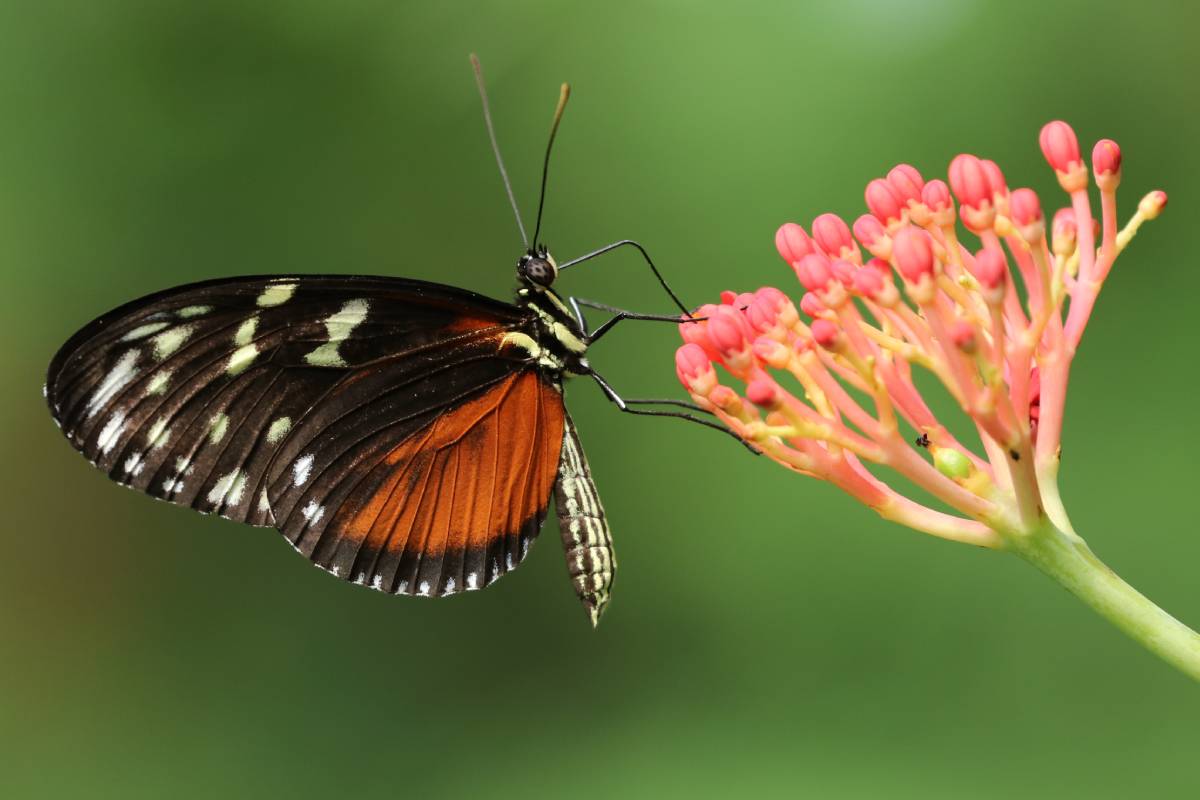 Un papillon sur une scabieuse