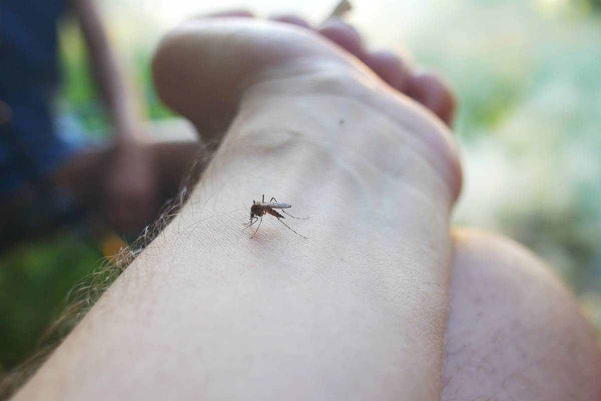 Attention aux piqûres de moustiques !