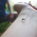 Attention aux piqûres de moustiques !