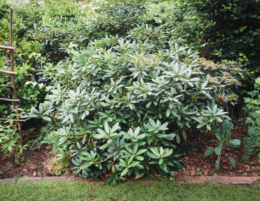 tailler votre rhododendron en automne