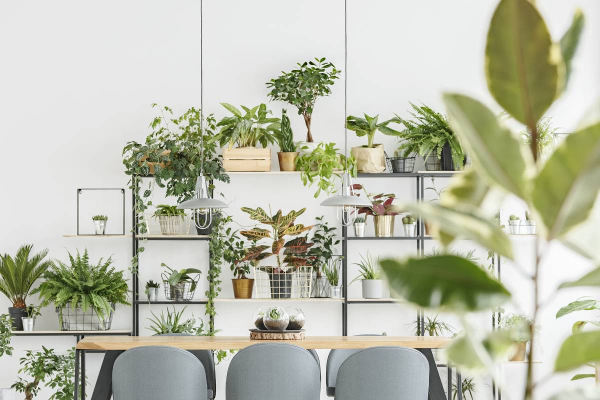 Un salon avec des plantes qui purifient l'air