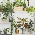 Un salon avec des plantes qui purifient l'air