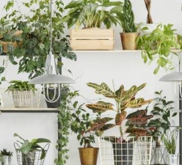 Un salon avec des plantes qui purifient l'air