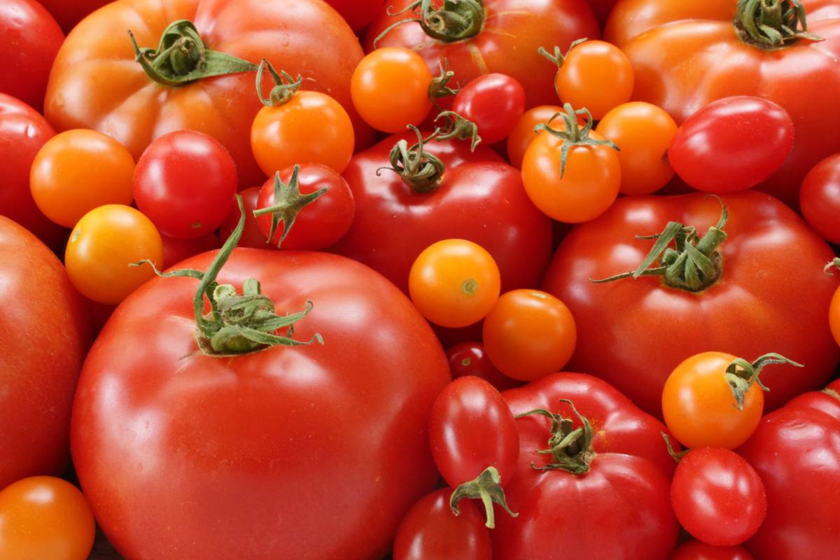 Des variétés de grosses tomates