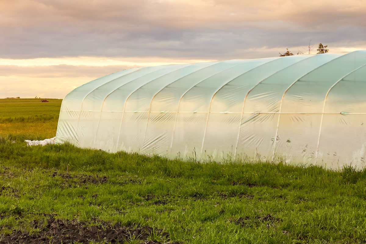 De la serre au tunnel agricole : Comment bien préparer l'hiver ?