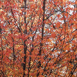 L'érable rouge (Acer rubrum)
