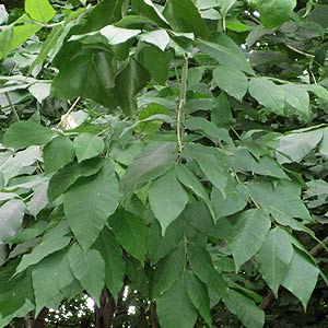 Le frêne blanc (Fraxinus americana)