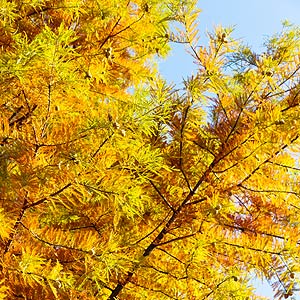 Le cyprès chauve (Taxodium distichum)