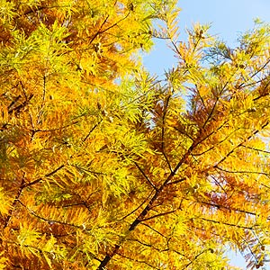 Le cyprès chauve (Taxodium distichum)