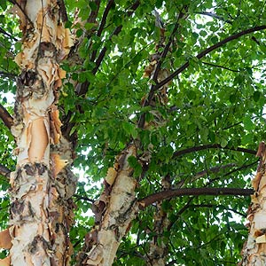 Le bouleau noir (Betula nigra)