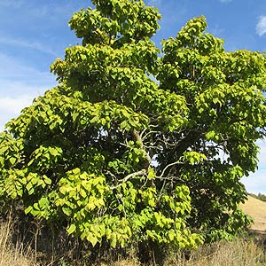 Le catalpa (Catalpa)