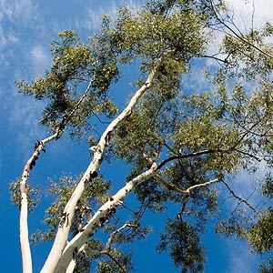 L'eucalyptus (Eucalyptus)