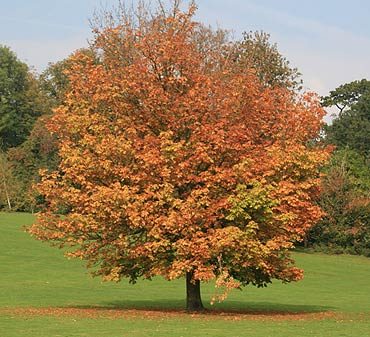 Arbres à croissance rapide