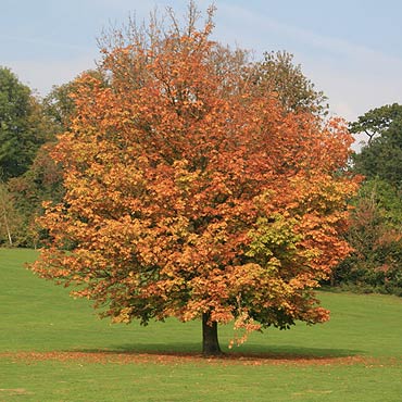 Arbres à croissance rapide