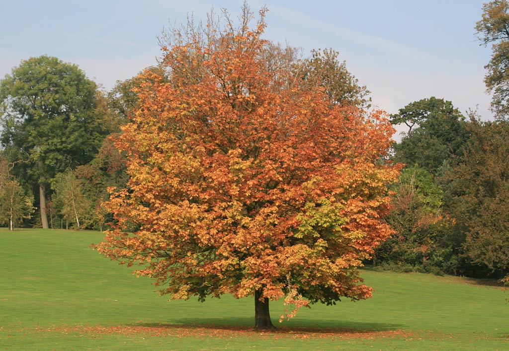 Choisir un arbre à croissance rapide