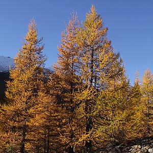 Le mélèze (Larix)