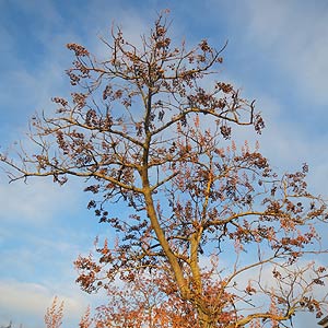 Le paulownia tomentosa (Paulownia impériale)