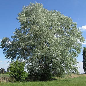 Le peuplier (Populus)