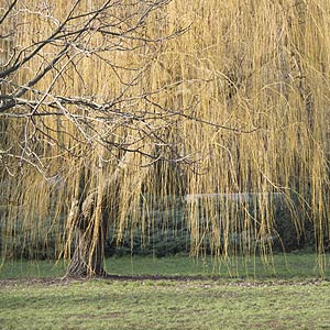Le saule (Salix)