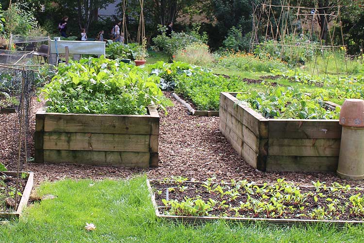 Jardin potager en permaculture