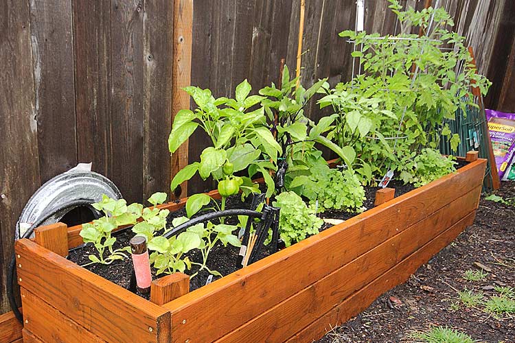 Potager en carré en permaculture.