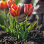 bulbes de fleurs à planter entre avril et juin