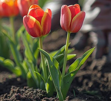 bulbes de fleurs à planter entre avril et juin