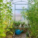 serre de jardin en polycarbonate