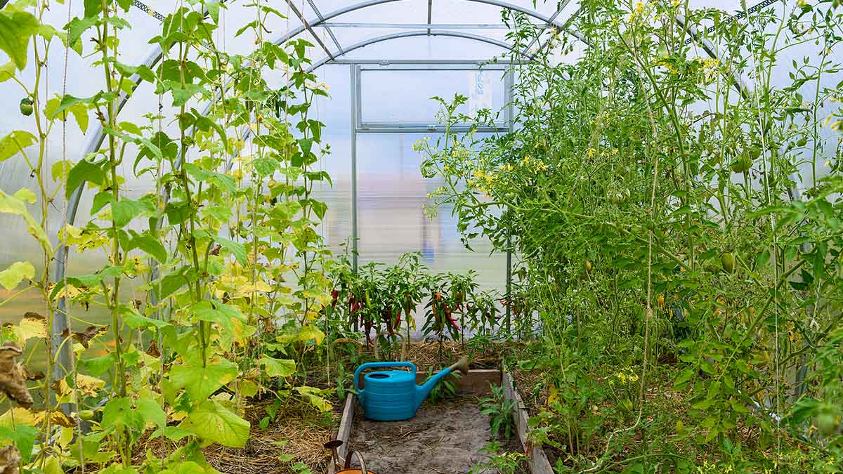 utiliser une serre de jardin en polycarbonate