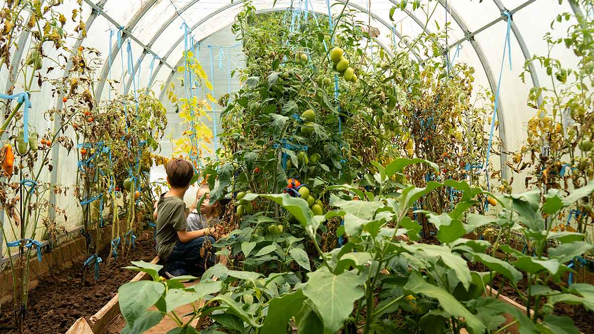 Enfants cultivent des légumes sous serre.