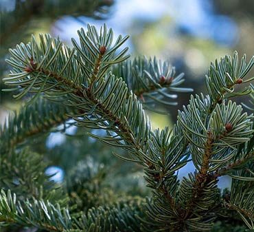 Conifères caducs : 3 espèces idéales pour votre jardin