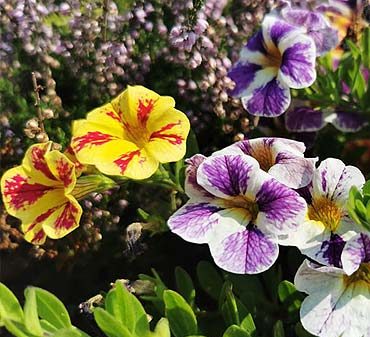belles fleurs automnales