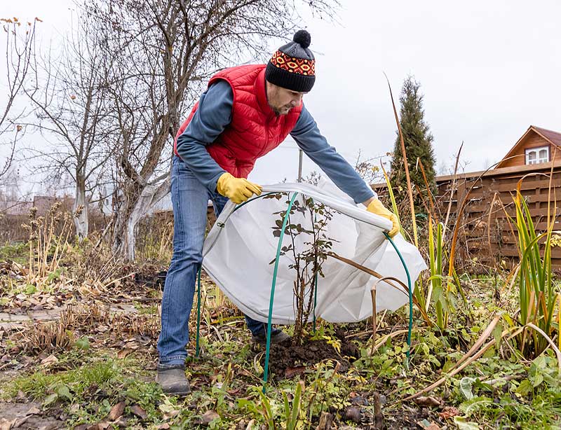 protéger vos plantes du froid en automne
