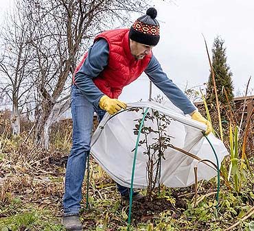 Taille d'automne : comment protéger vos plantes du froid