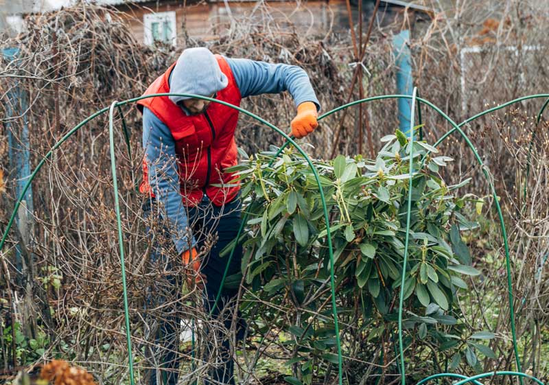 Jardinier protège ses plantes en automne