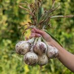 Récolter votre ail en automne