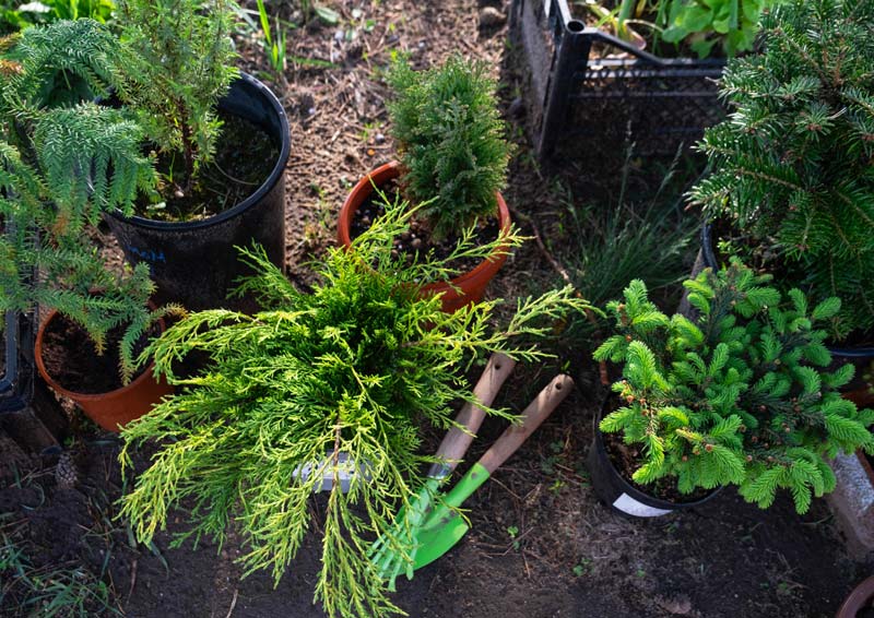 Préparation du terrain pour la plantation de conifères