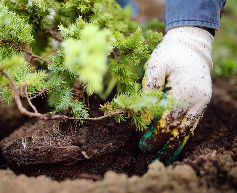 Planter des conifères en automne