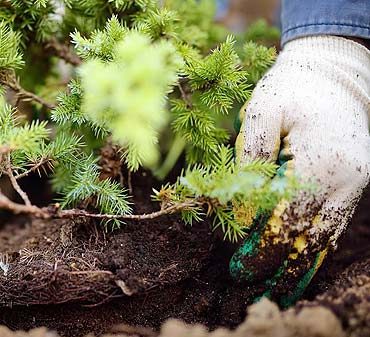 Planter des conifères en automne : conseils et techniques