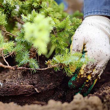 Planter des conifères en automne : conseils et techniques
