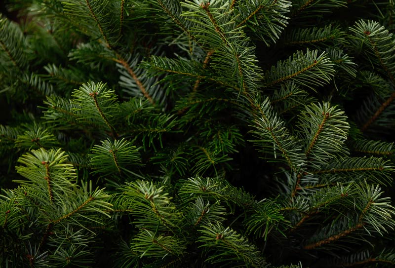 Branches de sapin Nordman.