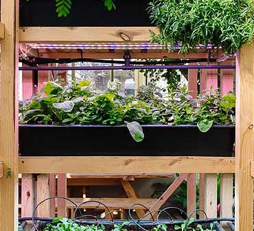 Le jardinage vertical