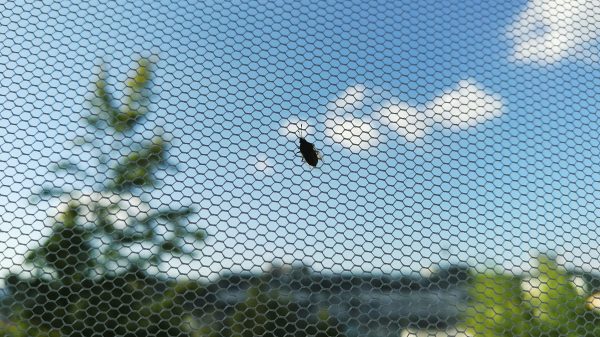 Filet anti-insecte