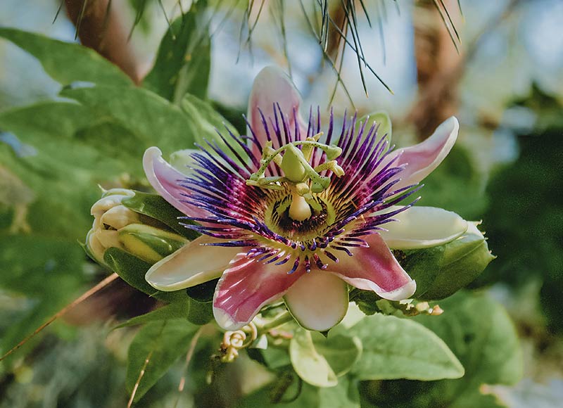 passiflore grimpante