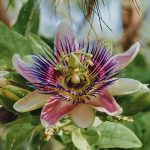 La passiflore grimpante est-elle persistante