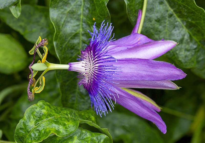 Passiflore en gros plan