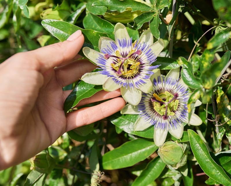 La passiflore dans le jardin